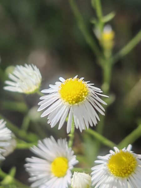 Vergerette annuelle