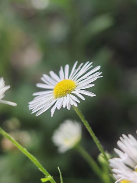 Vergerette annuelle