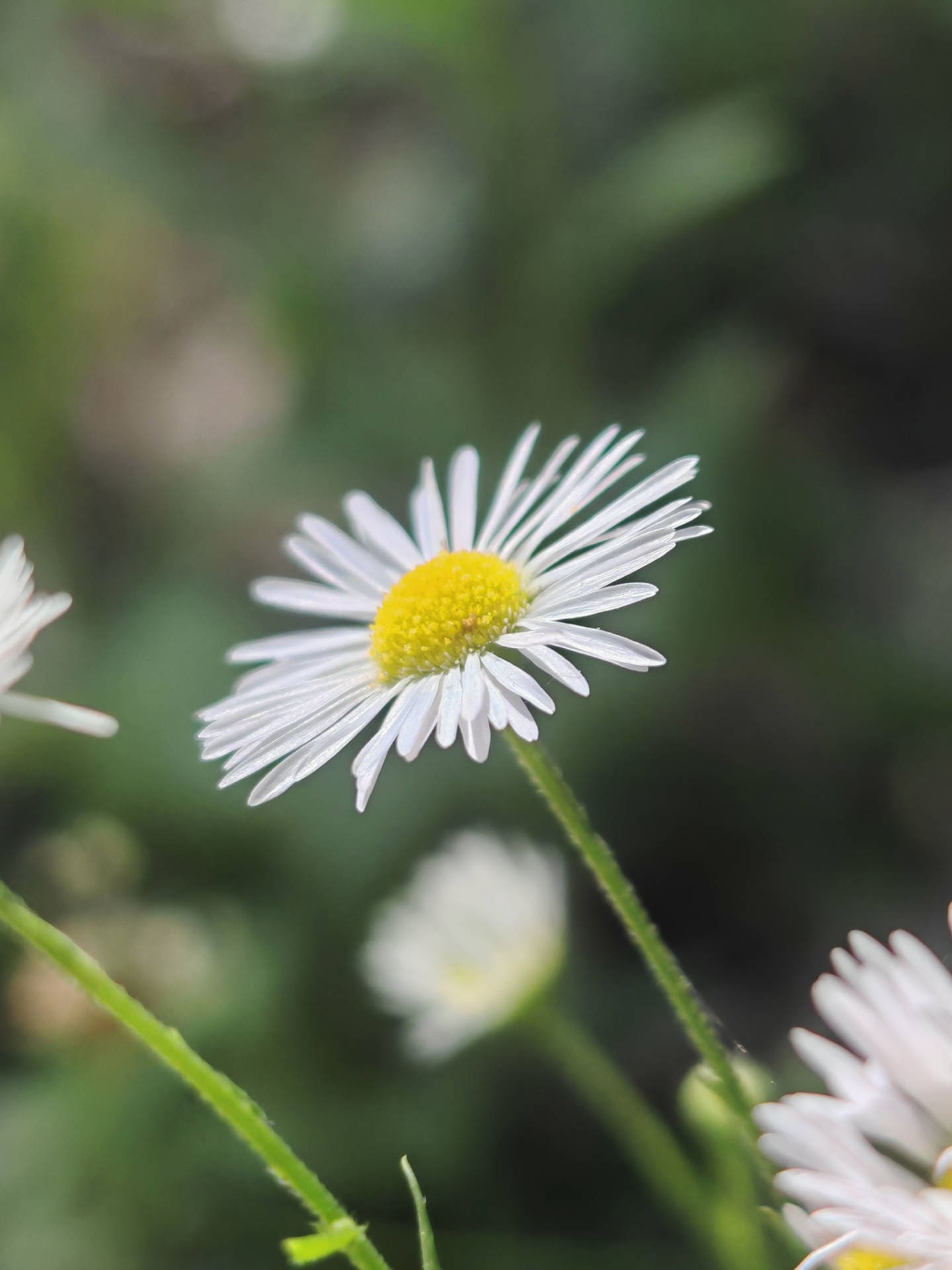 Vergerette annuelle