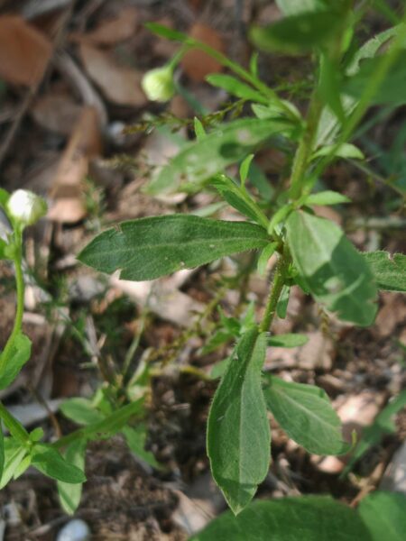 Vergerette annuelle