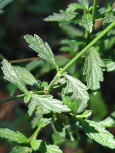 Verveine officinale