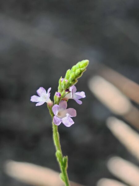 Verveine officinale