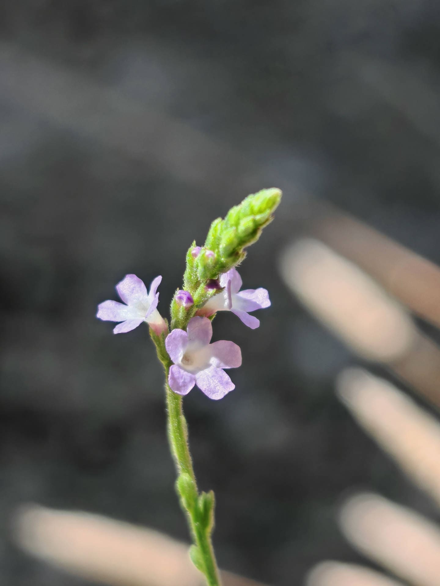 Verveine officinale