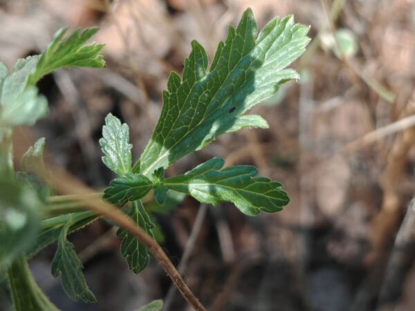 Verveine officinale