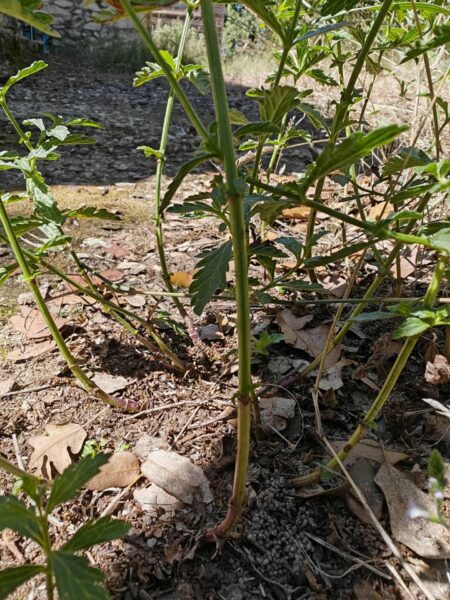 Verveine officinale
