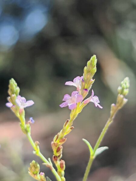Verveine officinale