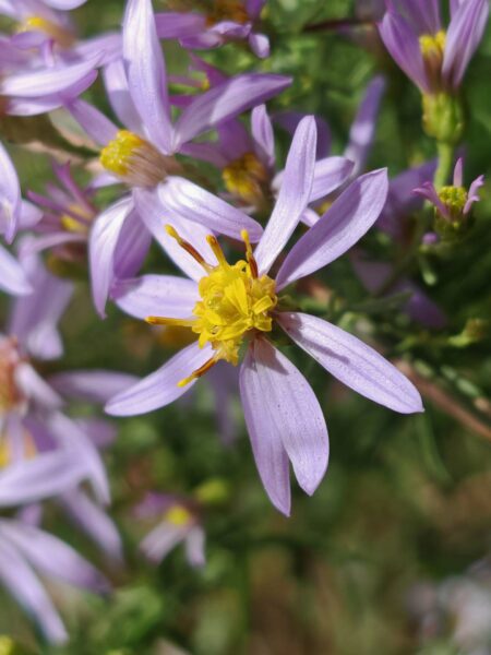 Aster à feuilles d&rsquo;orpin