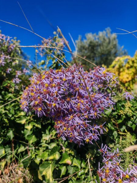 Aster à feuilles d&rsquo;orpin