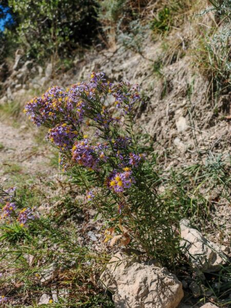 Aster à feuilles d&rsquo;orpin