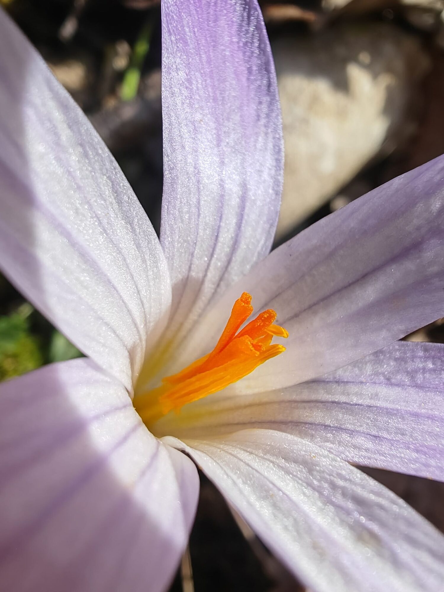 Crocus bigarré