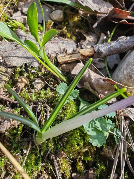 Crocus bigarré