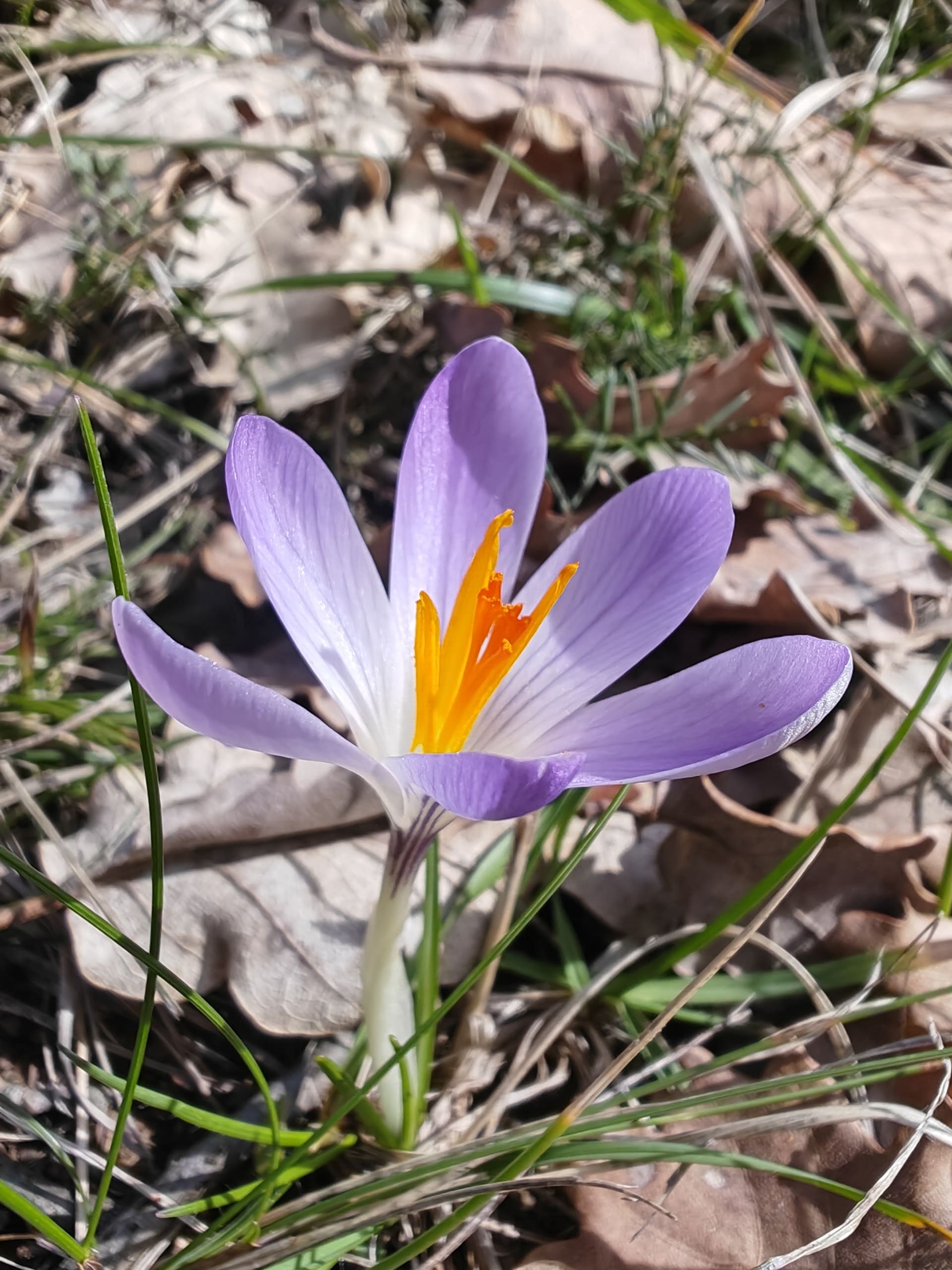 Crocus bigarré