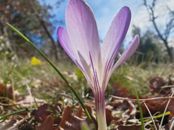 Crocus bigarré