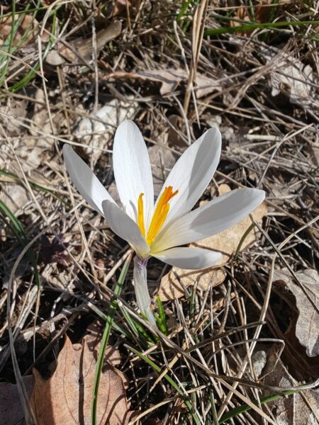 Crocus bigarré