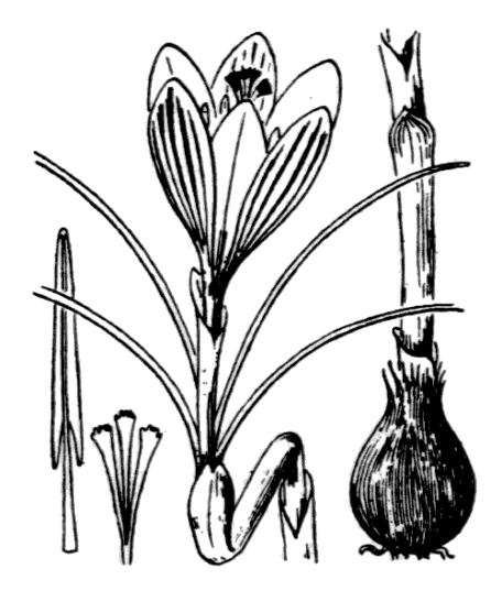 Crocus bigarré
