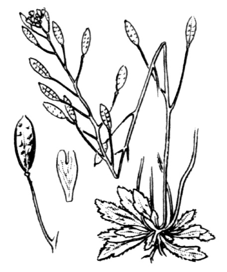 Drave printanière