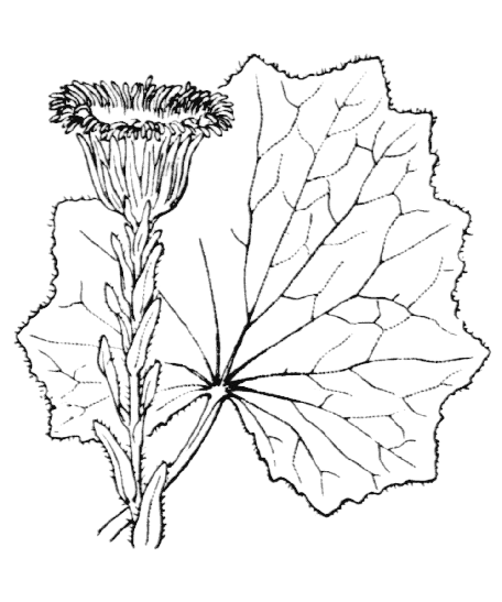Tussilage