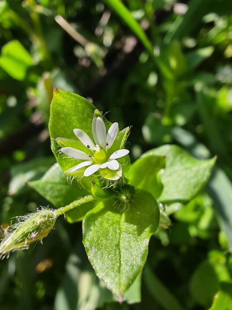 Stellaire intermédiaire - Fleur