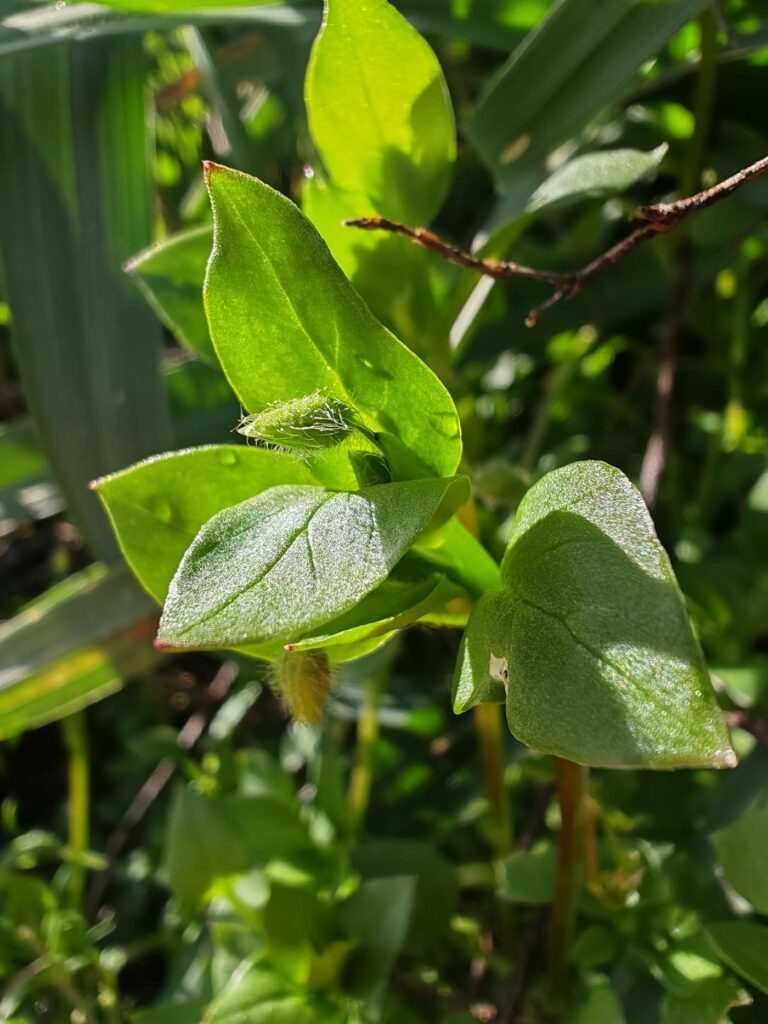 Stellaire intermédiaire - Feuilles