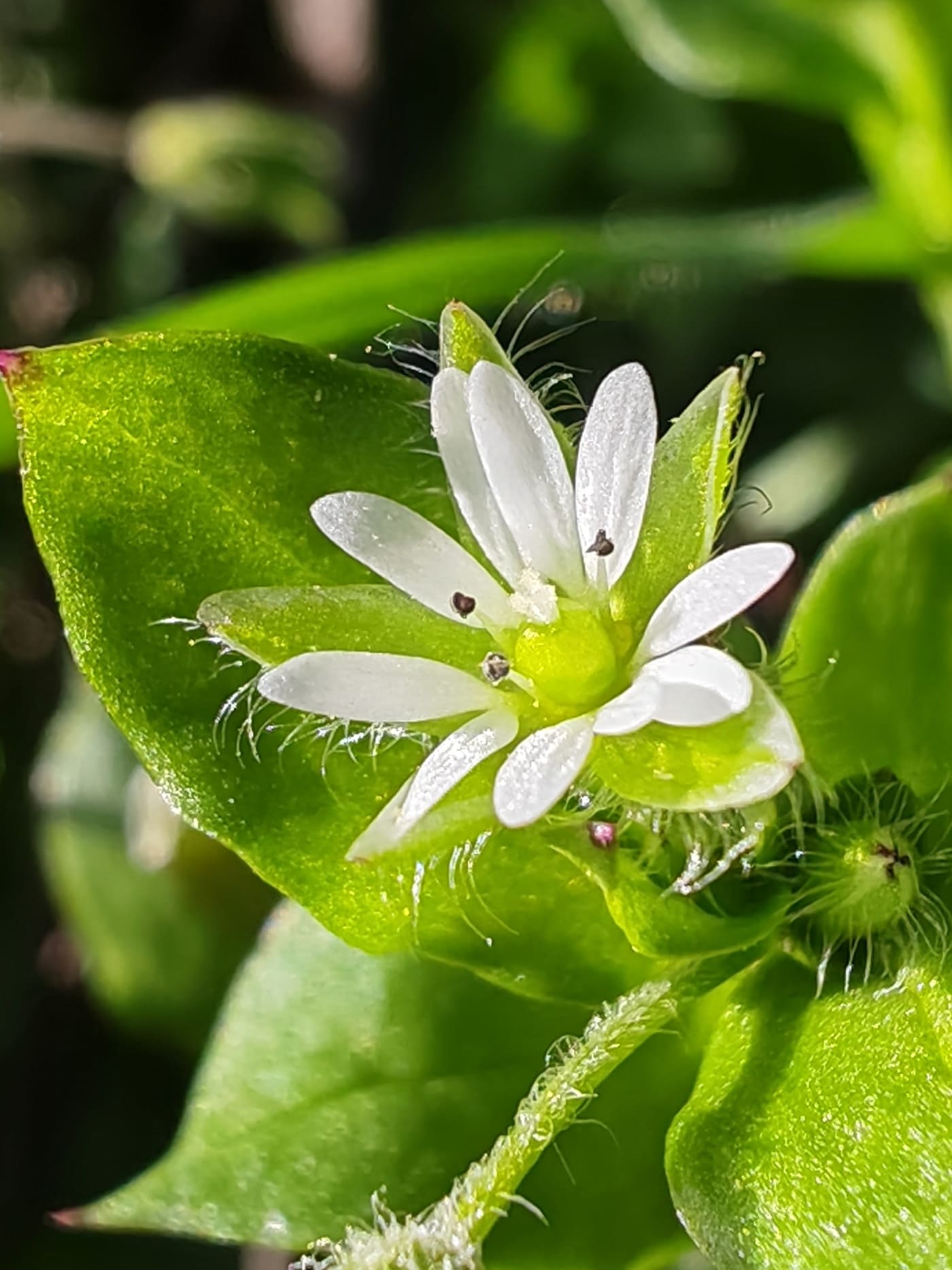 Stellaire intermédiaire