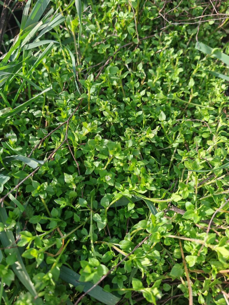 Stellaire intermédiaire - Tapis de plantes