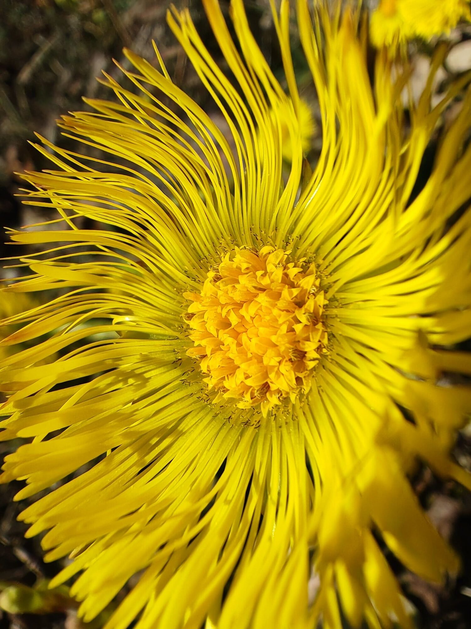 Tussilage