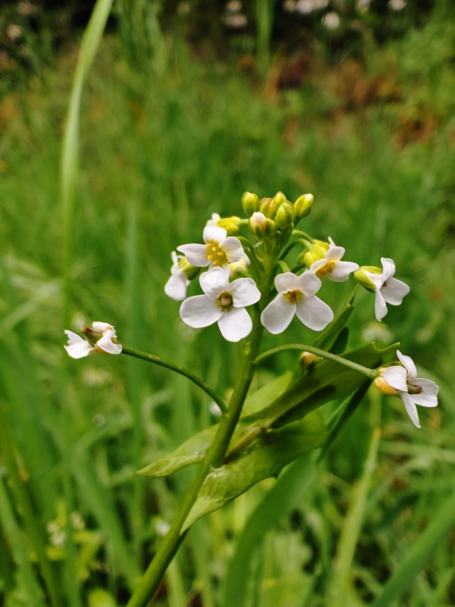 Calépine irrégulière