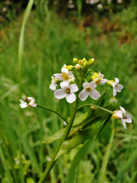 Calépine irrégulière