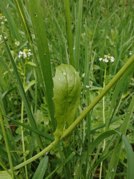 Calépine irrégulière