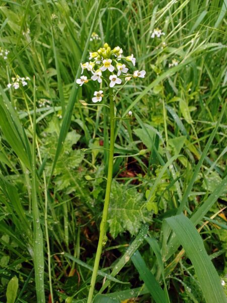 Calépine irrégulière