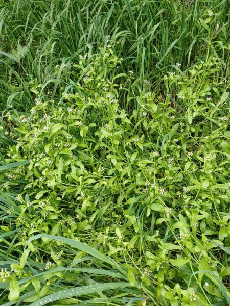 Calépine irrégulière