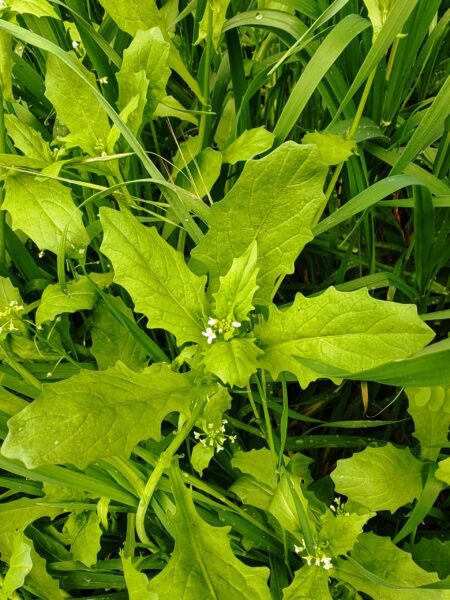 Calépine irrégulière