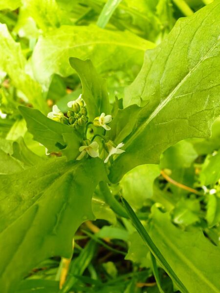 Calépine irrégulière
