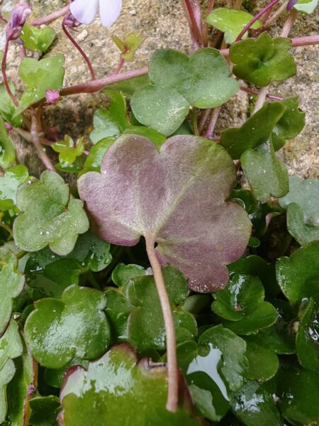 Cymbalaire des murs
