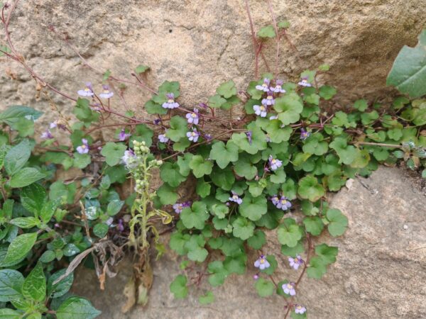 Cymbalaire des murs