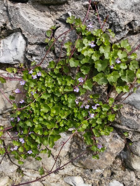 Cymbalaire des murs
