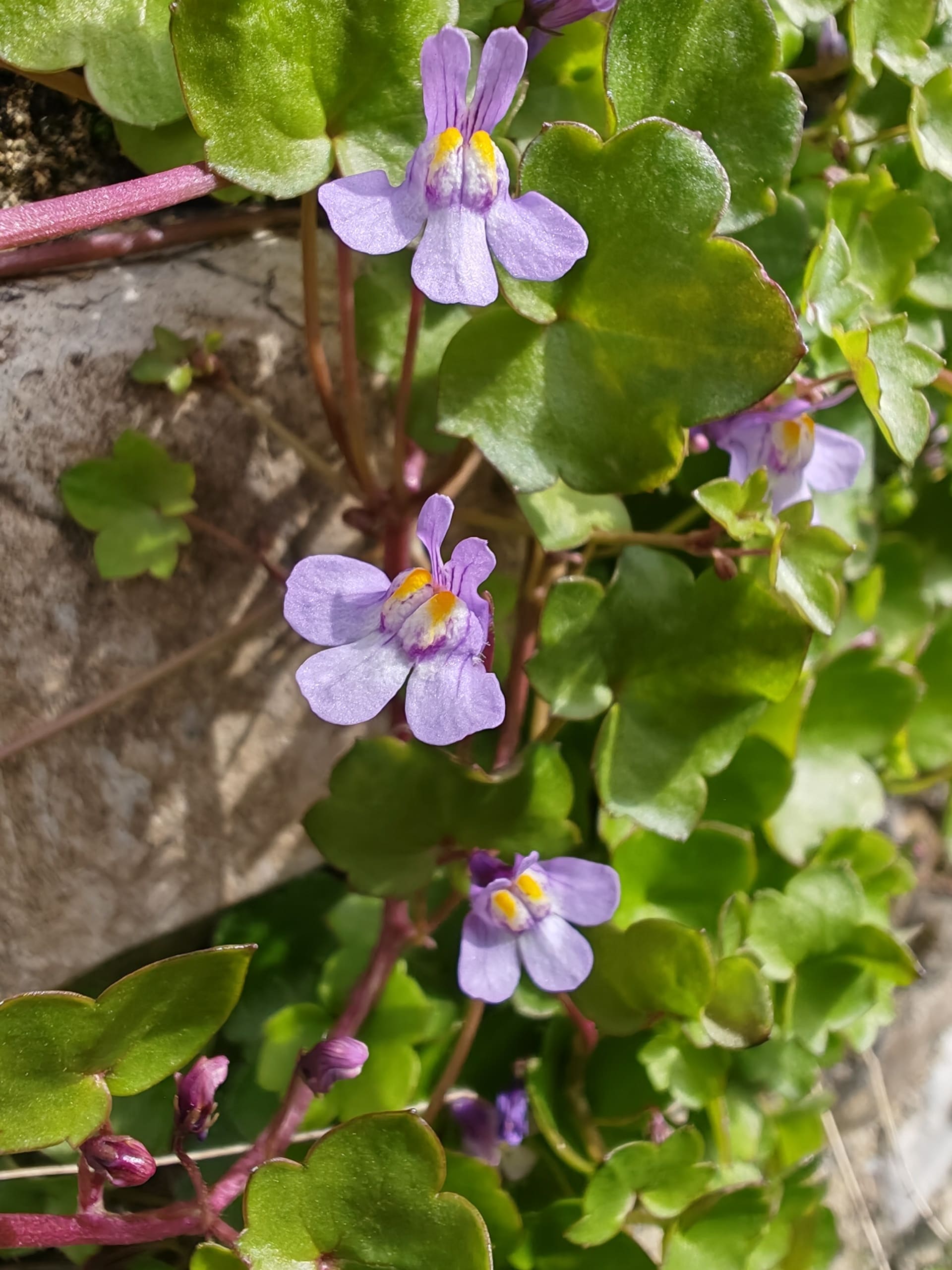 Cymbalaire des murs