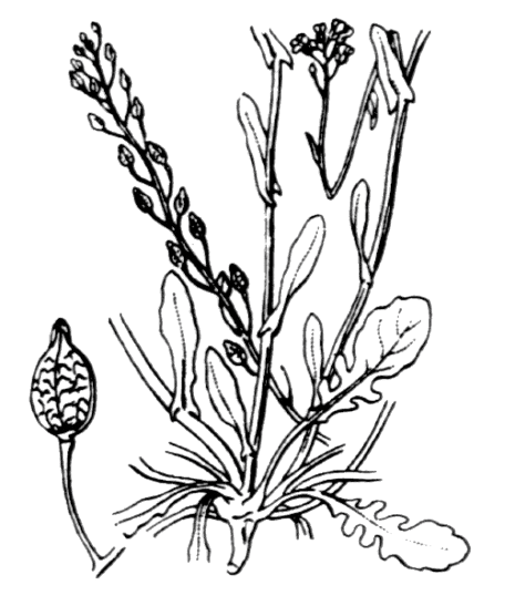 Calépine irrégulière