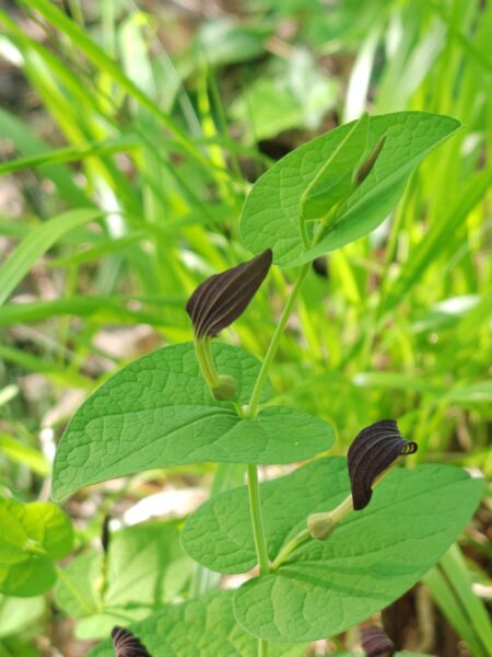 Aristoloche à feuilles rondes