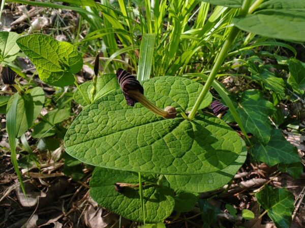 Aristoloche à feuilles rondes