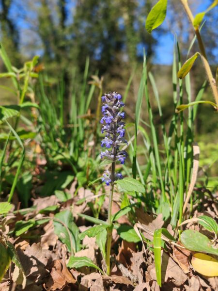 Bugle rampante