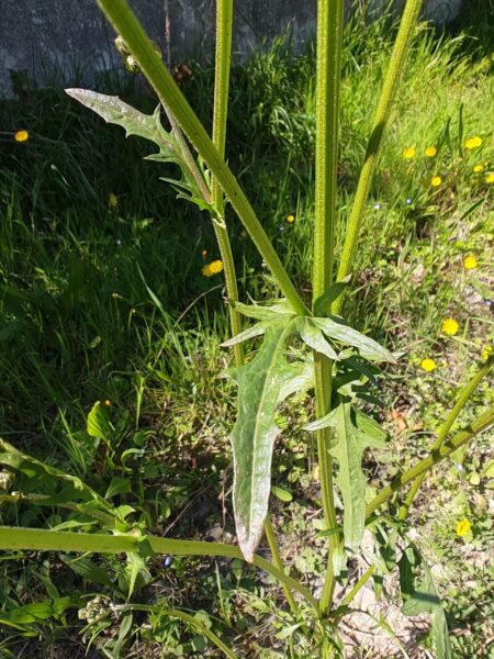 Crépis à feuilles de pissenlit