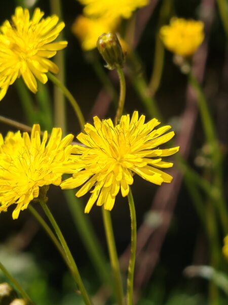Crépis à feuilles de pissenlit