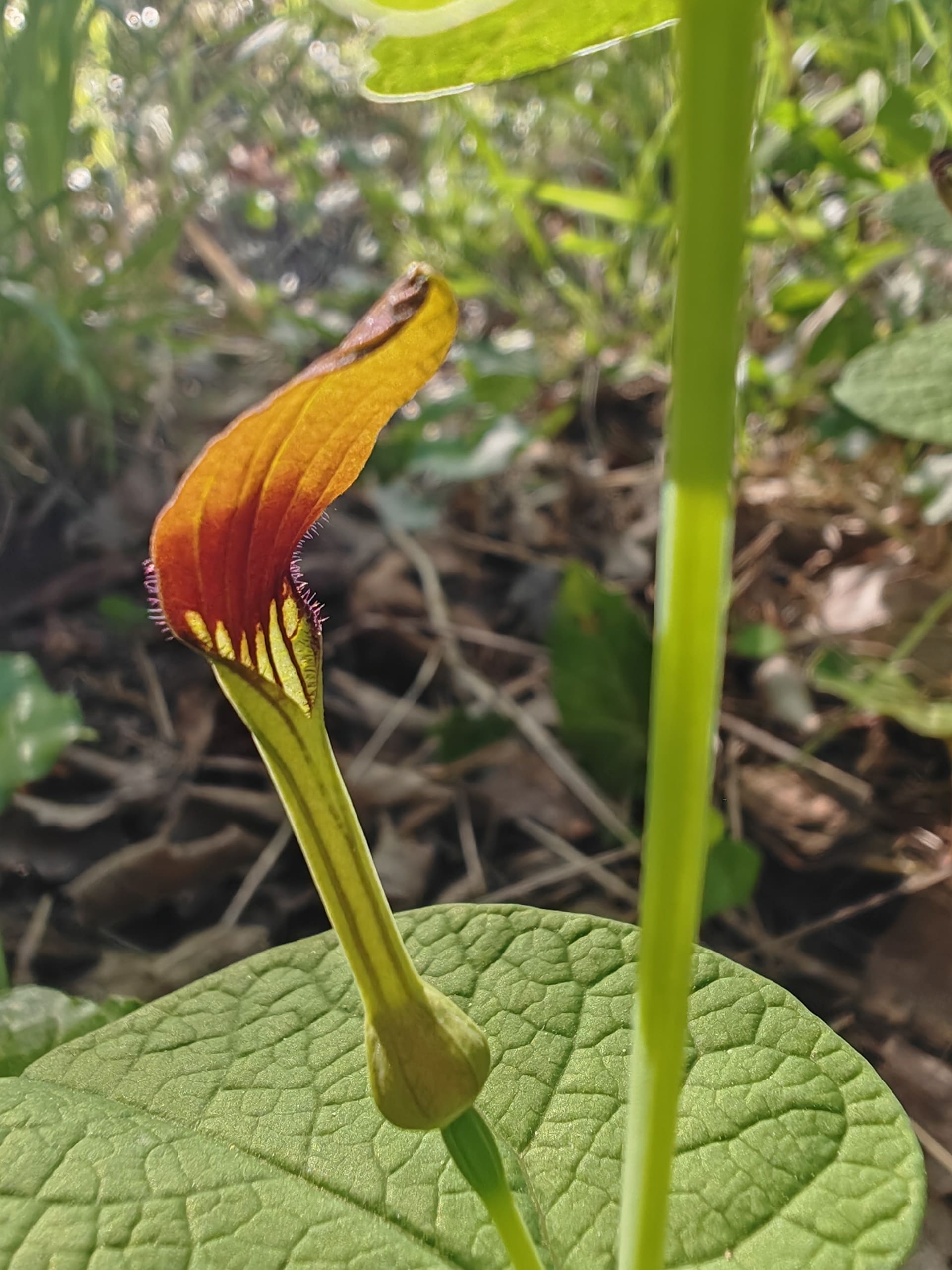 Aristoloche à feuilles rondes