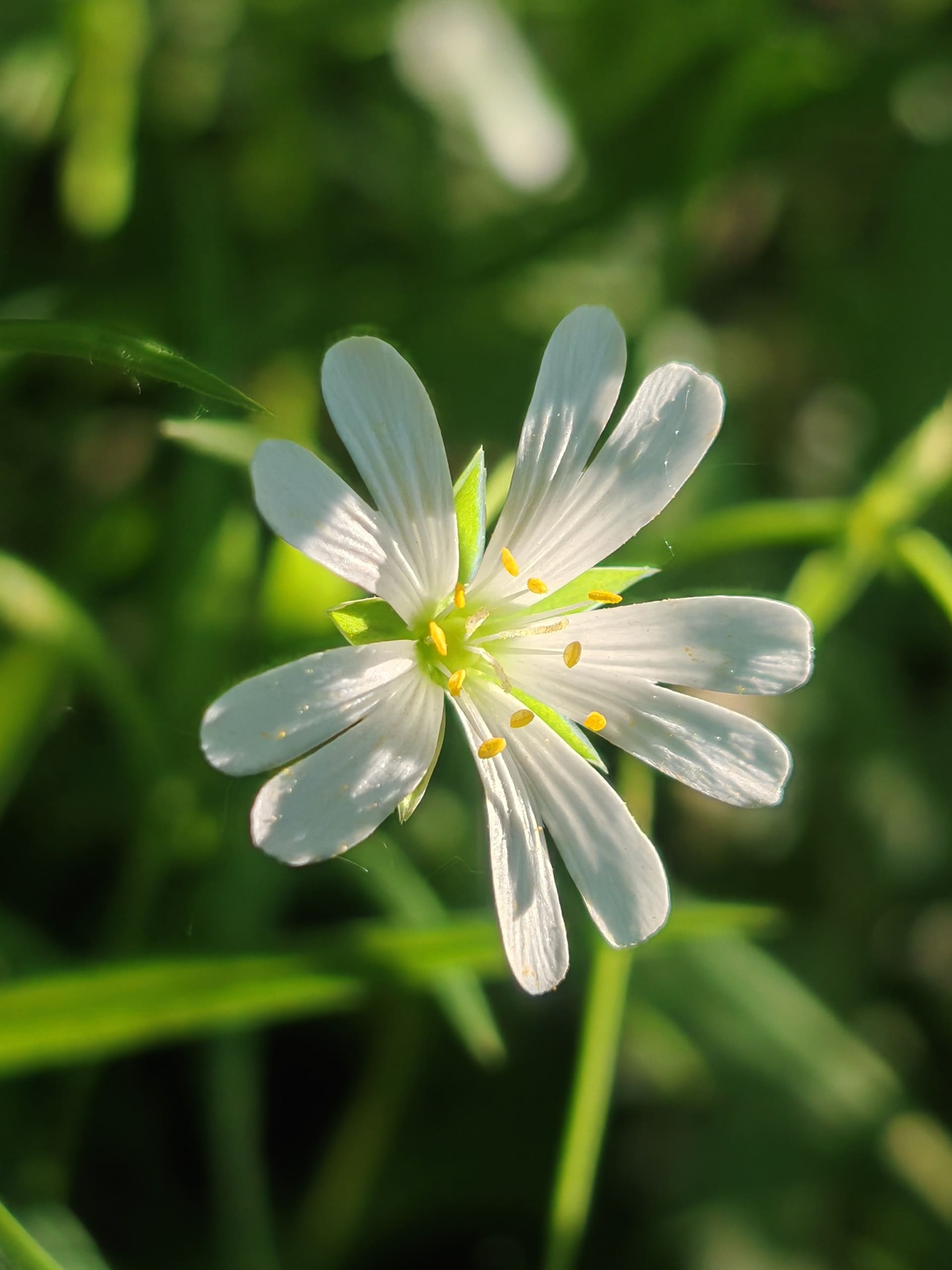 Stellaire holostée