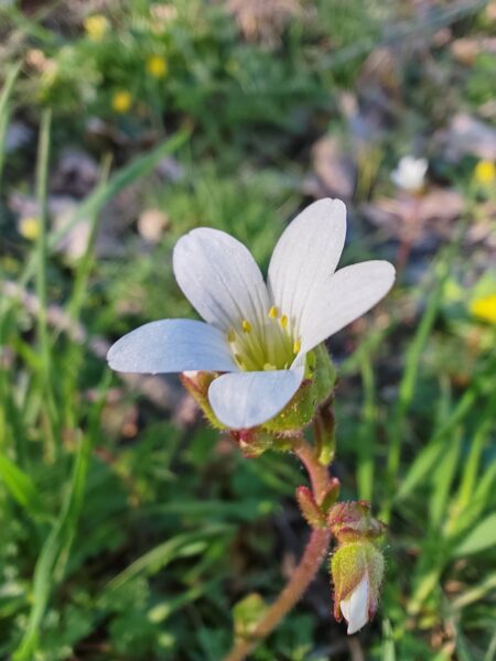 Saxifrage granulée
