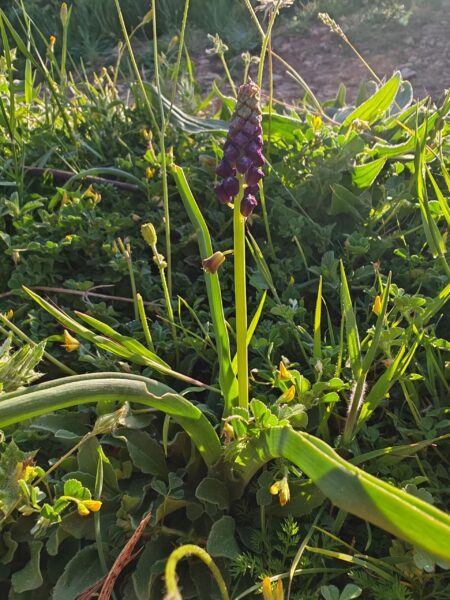 Muscari à toupet