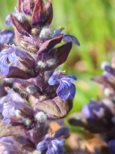 Bugle rampante