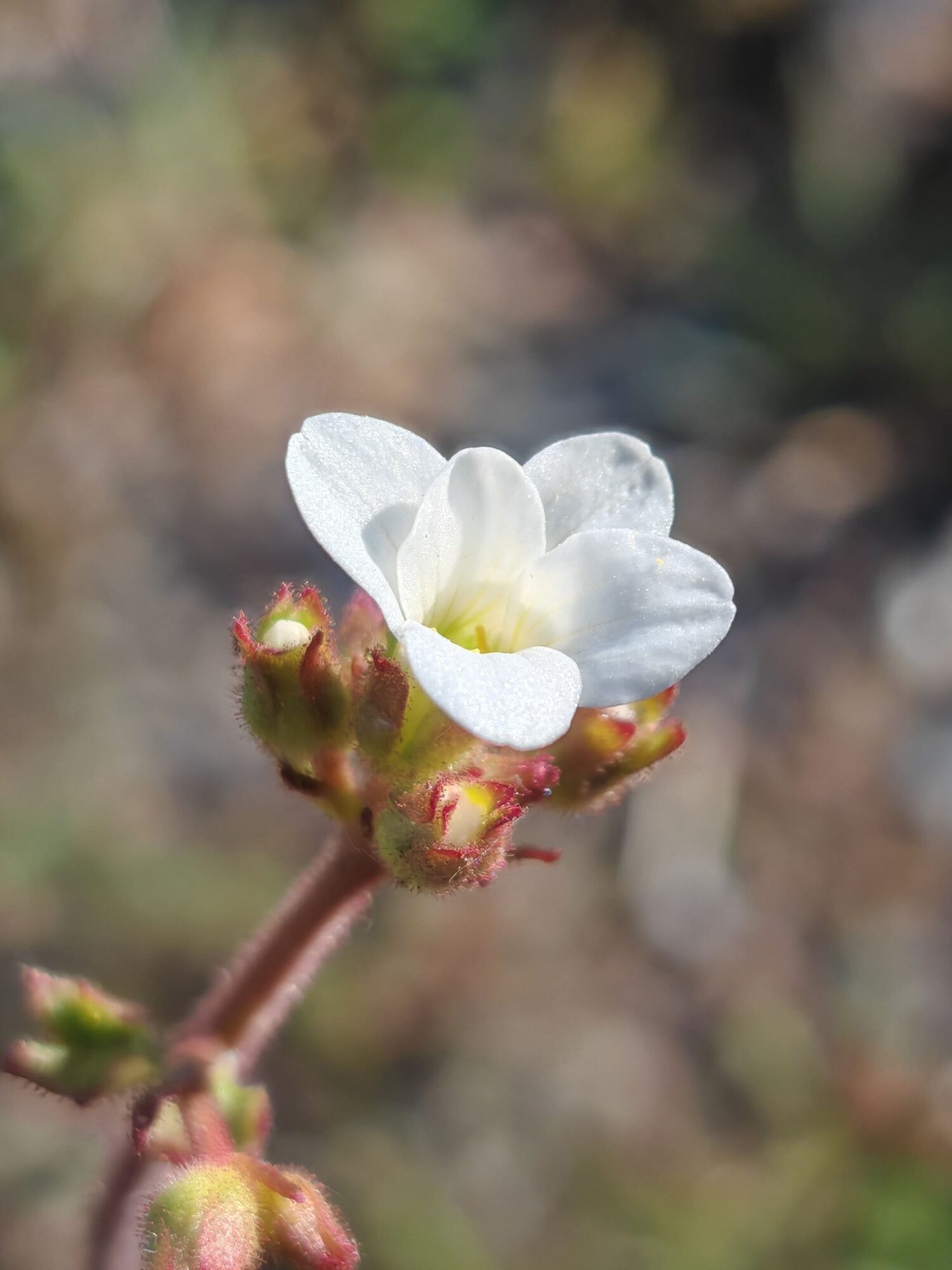 Saxifrage granulée