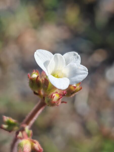 Saxifrage granulée